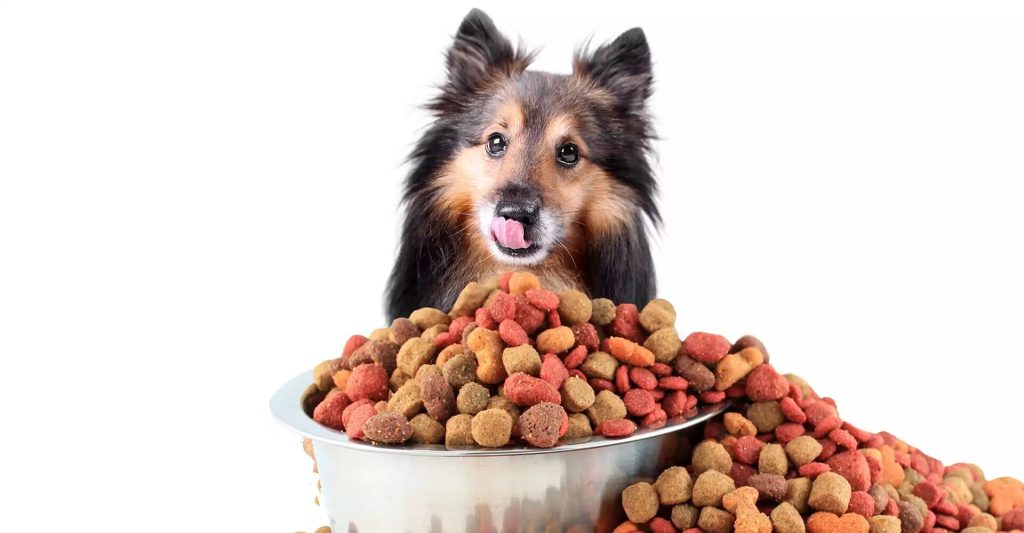 Quelles sont les meilleures croquettes pour chien stérilisé ?