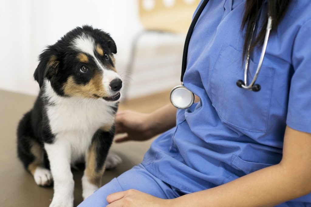 Les soins pouvant être remboursés par l’assurance pour chien